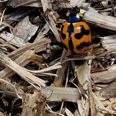 Coccinella transversalis (Transverse Ladybird) at  - suppressed by trevorpreston