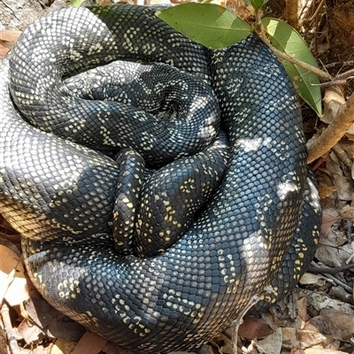 Morelia spilota (Carpet Python) at  - suppressed by jonvanbeest