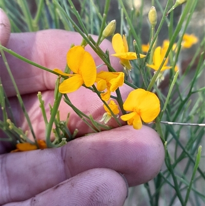 Jacksonia scoparia at Pappinbarra, NSW - 2 Oct 2025 by jonvanbeest