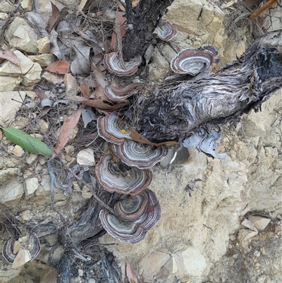 Trametes versicolor (Turkey Tail) at Pappinbarra, NSW - 2 Oct 2025 by jonvanbeest