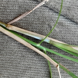 Unverified Grass at Pappinbarra, NSW - 2 Oct 2025 by jonvanbeest