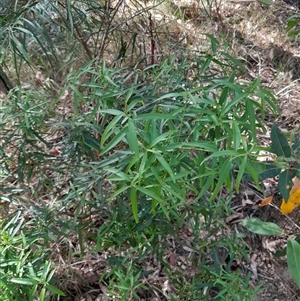 Unverified Plant at Pappinbarra, NSW - 2 Oct 2025 by jonvanbeest