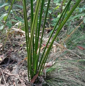 Gymnostachys anceps (Settler's Twine) at Pappinbarra, NSW - 2 Oct 2025 by jonvanbeest