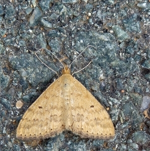 Unverified Moth (Lepidoptera) at Macgregor, ACT - Yesterday by LD12