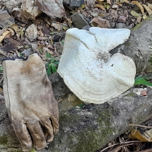 Unverified Fungus at Pappinbarra, NSW - Yesterday by jonvanbeest