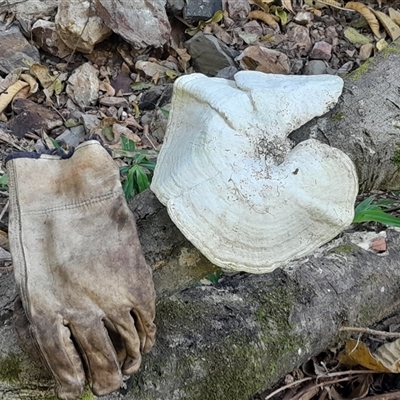zz Polypore (shelf/hoof-like) at Pappinbarra, NSW - 6 Oct 2025 by jonvanbeest