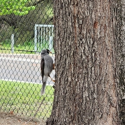 Manorina melanocephala (Noisy Miner) at Queanbeyan, NSW - 7 Oct 2025 by NathanaelC