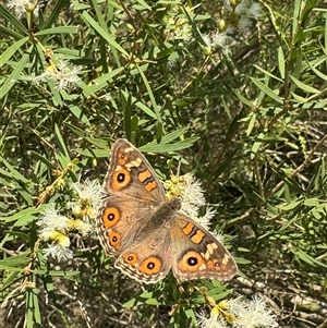 Unverified Butterfly (Lepidoptera, Rhopalocera) at Saint Lucia, QLD - Today by DAdeGroot