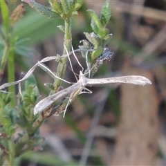 Platyptilia celidotus at Kowen, ACT - 26 Oct 2024 by MichaelBedingfield