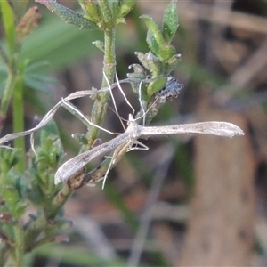 Stenoptilia zophodactylus at Kowen, ACT - 26 Oct 2024 by MichaelBedingfield