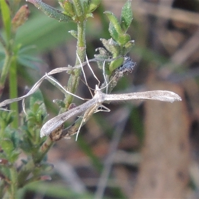 Platyptilia celidotus at Kowen, ACT - 26 Oct 2024 by MichaelBedingfield