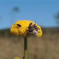 Heliocosma (genus - immature) at Pialligo, ACT - 26 Oct 2024 by MichaelBedingfield