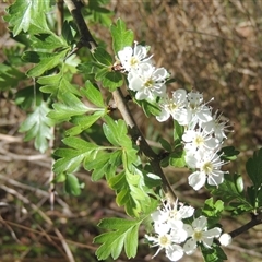 Crataegus monogyna (Hawthorn) at Pialligo, ACT - 26 Oct 2024 by MichaelBedingfield