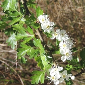 Crataegus monogyna (Hawthorn) at Pialligo, ACT - 26 Oct 2024 by MichaelBedingfield