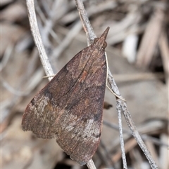 Uresiphita ornithopteralis (Tree Lucerne Moth) at Murrumbateman, NSW - 6 Oct 2025 by amiessmacro