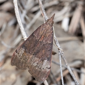 Uresiphita ornithopteralis (Tree Lucerne Moth) at Murrumbateman, NSW - Yesterday by amiessmacro