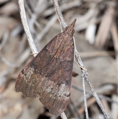 Uresiphita ornithopteralis (Tree Lucerne Moth) at Murrumbateman, NSW - 6 Oct 2025 by amiessmacro