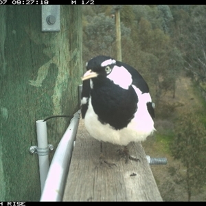 Grallina cyanoleuca at Ettamogah, NSW - Today by AlburyCityEnviros