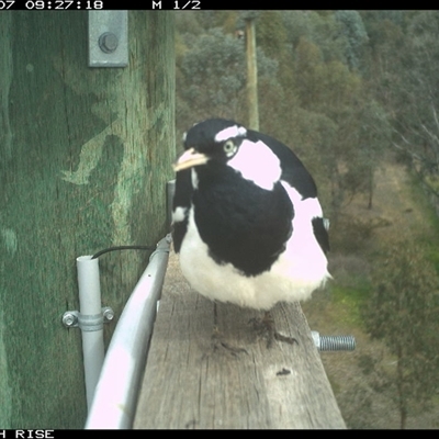 Grallina cyanoleuca (Magpie-lark) at Ettamogah, NSW - 7 Oct 2025 by AlburyCityEnviros