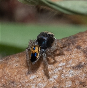 Maratus purcellae at Murrumbateman, NSW - Yesterday by amiessmacro