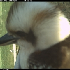 Dacelo novaeguineae (Laughing Kookaburra) at Ettamogah, NSW - 5 Oct 2025 by AlburyCityEnviros
