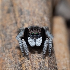 Maratus vespertilio (Bat-like peacock spider) at Murrumbateman, NSW - 5 Oct 2025 by amiessmacro