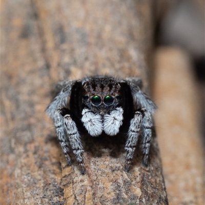 Maratus vespertilio (Bat-like peacock spider) at Murrumbateman, NSW - 5 Oct 2025 by amiessmacro