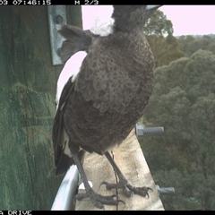 Gymnorhina tibicen (Australian Magpie) at Thurgoona, NSW - 3 Oct 2025 by AlburyCityEnviros