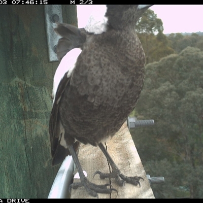 Gymnorhina tibicen (Australian Magpie) at Thurgoona, NSW - 3 Oct 2025 by AlburyCityEnviros