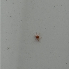 Acari (informal subclass) (Unidentified mite) at Lyons, ACT - 6 Oct 2025 by ran452