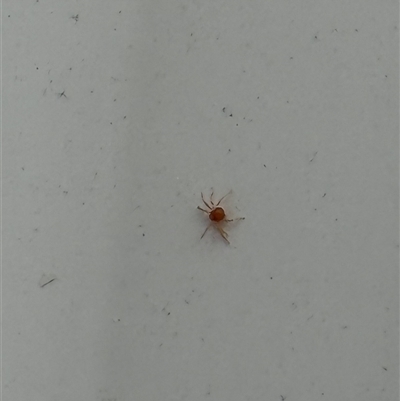 Acari (informal subclass) (Unidentified mite) at Lyons, ACT - 6 Oct 2025 by ran452