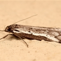Philobota stella (A concealer moth) at Ainslie, ACT - 19 Sep 2025 by jb2602