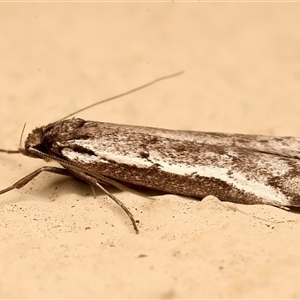 Philobota stella at Ainslie, ACT - 19 Sep 2025 by jb2602