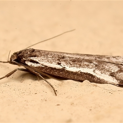 Philobota stella (A concealer moth) at Ainslie, ACT - 19 Sep 2025 by jb2602