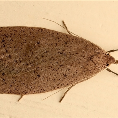 Chezala privatella (A Concealer moth) at Ainslie, ACT - 19 Sep 2025 by jb2602
