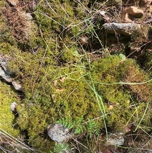 Unverified Lichen, Mosses, Liverworts & Horworts or other Bryophyte at Bendick Murrell, NSW - Today by BCTbluebucket