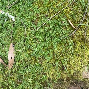 Unverified Lichen, Mosses, Liverworts & Horworts or other Bryophyte at Bendick Murrell, NSW - Today by BCTbluebucket