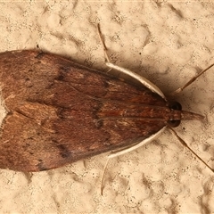 Uresiphita ornithopteralis (Tree Lucerne Moth) at Ainslie, ACT - 19 Sep 2025 by jb2602