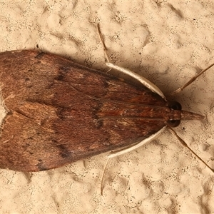 Uresiphita ornithopteralis (Tree Lucerne Moth) at Ainslie, ACT - 19 Sep 2025 by jb2602