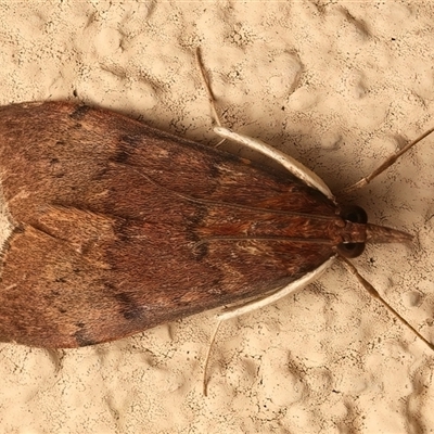 Uresiphita ornithopteralis (Tree Lucerne Moth) at Ainslie, ACT - 19 Sep 2025 by jb2602
