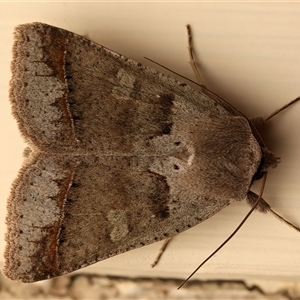 Pantydia sparsa (Noctuid Moth) at Ainslie, ACT - 19 Sep 2025 by jb2602