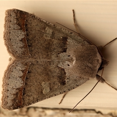 Pantydia sparsa (Noctuid Moth) at Ainslie, ACT - 19 Sep 2025 by jb2602