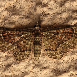 Chloroclystis catastreptes (Green and Brown Carpet) at Ainslie, ACT - 19 Sep 2025 by jb2602