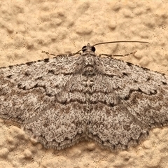 Psilosticha absorpta (Fine-waved Bark Moth) at Ainslie, ACT - 19 Sep 2025 by jb2602