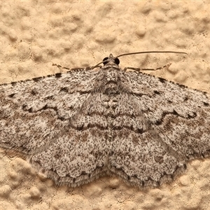 Psilosticha absorpta (Fine-waved Bark Moth) at Ainslie, ACT - 19 Sep 2025 by jb2602