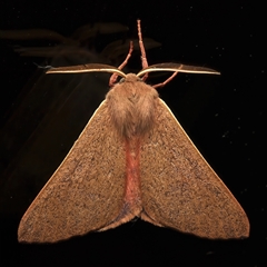 Arhodia lasiocamparia (Pink Arhodia (Oenochrominae)) at Ainslie, ACT - 19 Sep 2025 by jb2602