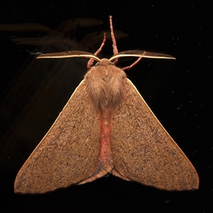 Arhodia lasiocamparia (Pink Arhodia (Oenochrominae)) at Ainslie, ACT - 19 Sep 2025 by jb2602