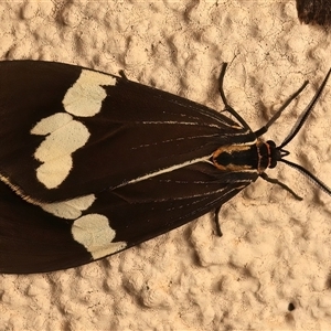 Nyctemera amicus (Senecio Moth, Magpie Moth, Cineraria Moth) at Ainslie, ACT - 19 Sep 2025 by jb2602