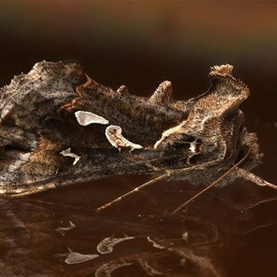 Chrysodeixis argentifera (Tobacco Looper) at Ainslie, ACT - 19 Sep 2025 by jb2602