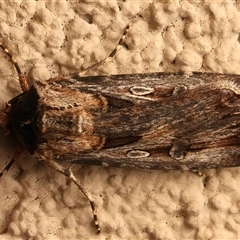 Agrotis munda (Brown Cutworm) at Ainslie, ACT - 19 Sep 2025 by jb2602